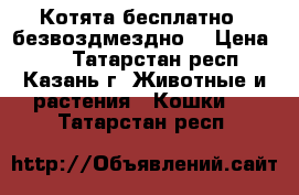 Котята бесплатно , безвоздмездно) › Цена ­ 5 - Татарстан респ., Казань г. Животные и растения » Кошки   . Татарстан респ.